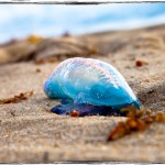 Jutranji sprehod po plaži
