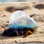 Jutranji sprehod po plaži