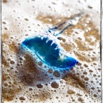 Jutranji sprehod po plaži