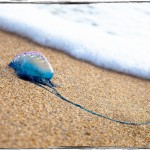 Jutranji sprehod po plaži