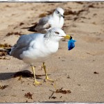 Jutranji sprehod po plaži