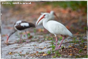 IMG_8062 IMG 8062