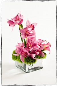 IMG_9556 IMG 9556
