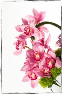 IMG_9558 IMG 9558